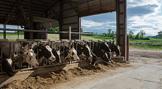 Our farms